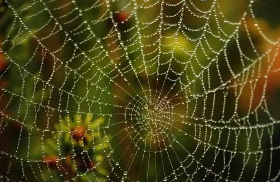 Ancient Greeks and Romans Used Spider Webs as Bandages
